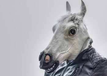 Photo by Alexas Fotos from Pexels: https://www.pexels.com/photo/white-horse-wearing-black-leather-zip-up-jacket-2315712/