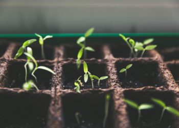 Photo by Markus Spiske: https://www.pexels.com/photo/plants-macro-growth-soil-113335/