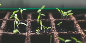Photo by Markus Spiske: https://www.pexels.com/photo/plants-macro-growth-soil-113335/