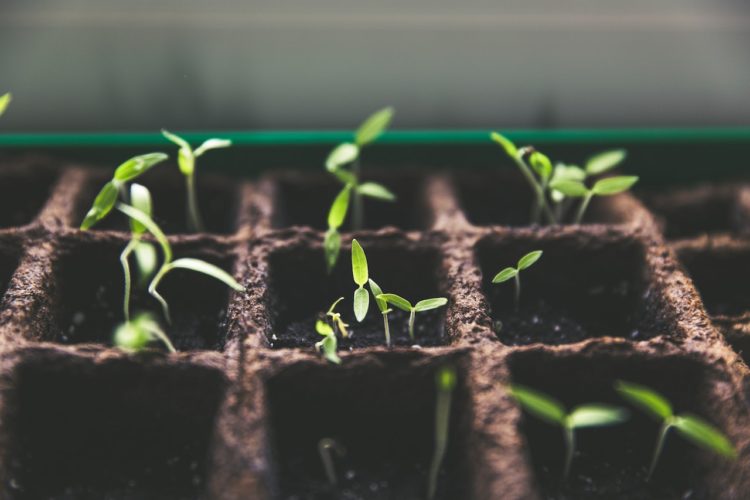 Photo by Markus Spiske: https://www.pexels.com/photo/plants-macro-growth-soil-113335/