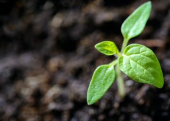 Photo by PhotoMIX Company: https://www.pexels.com/photo/closeup-photo-of-sprout-1002703/