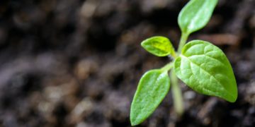Photo by PhotoMIX Company: https://www.pexels.com/photo/closeup-photo-of-sprout-1002703/