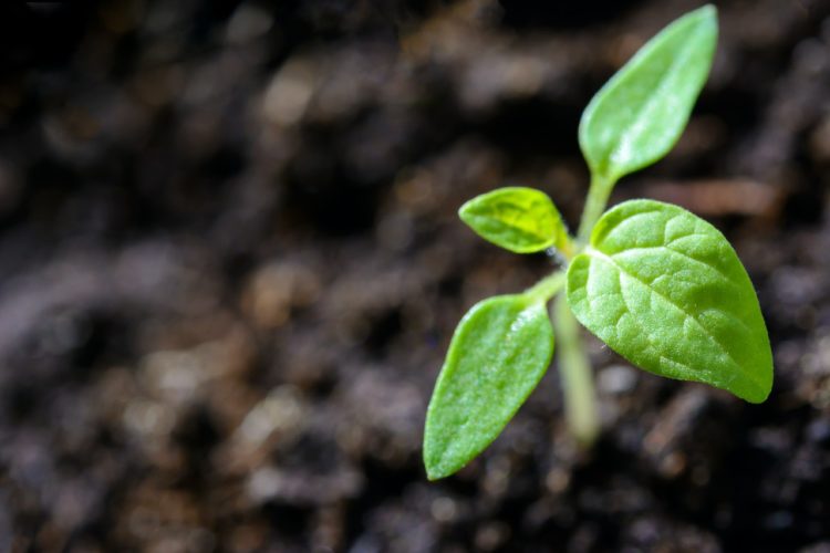 Photo by PhotoMIX Company: https://www.pexels.com/photo/closeup-photo-of-sprout-1002703/