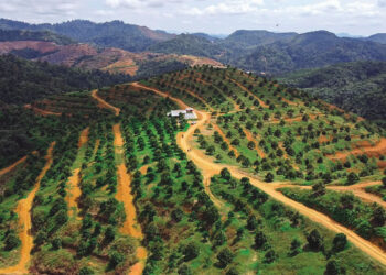 Musang Valley Plantation photo from https://www.facebook.com/MVPlantation/
