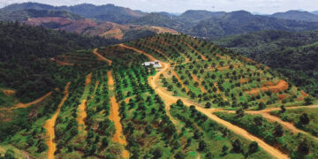 Musang Valley Plantation photo from https://www.facebook.com/MVPlantation/