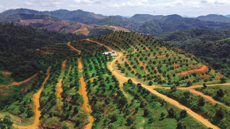 Musang Valley Plantation photo from https://www.facebook.com/MVPlantation/